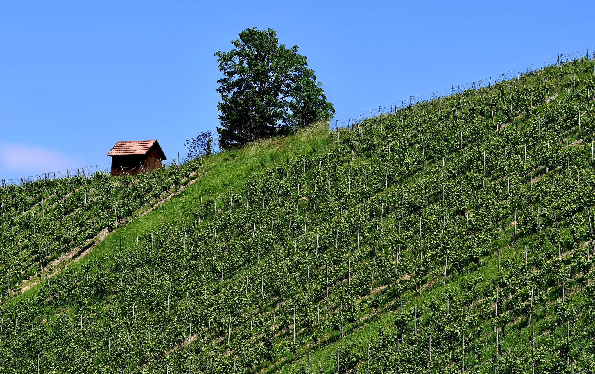 Cabin On Top of Steep Sloping Vineyard