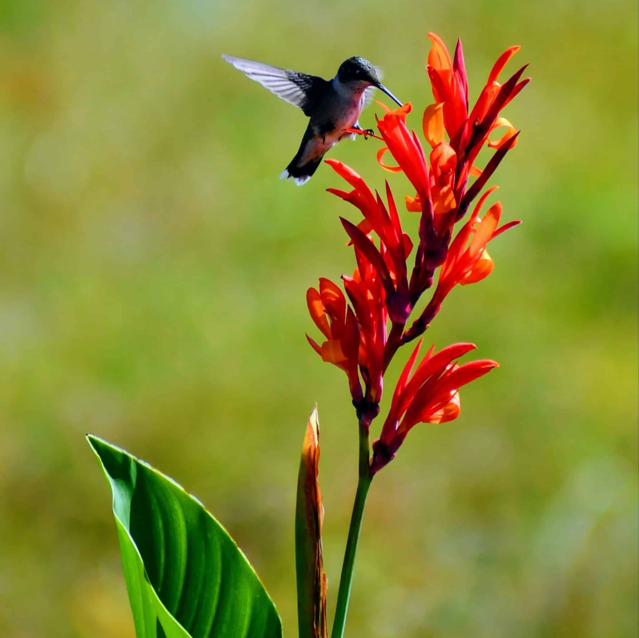 Flight of The Hummingbird - Blog article