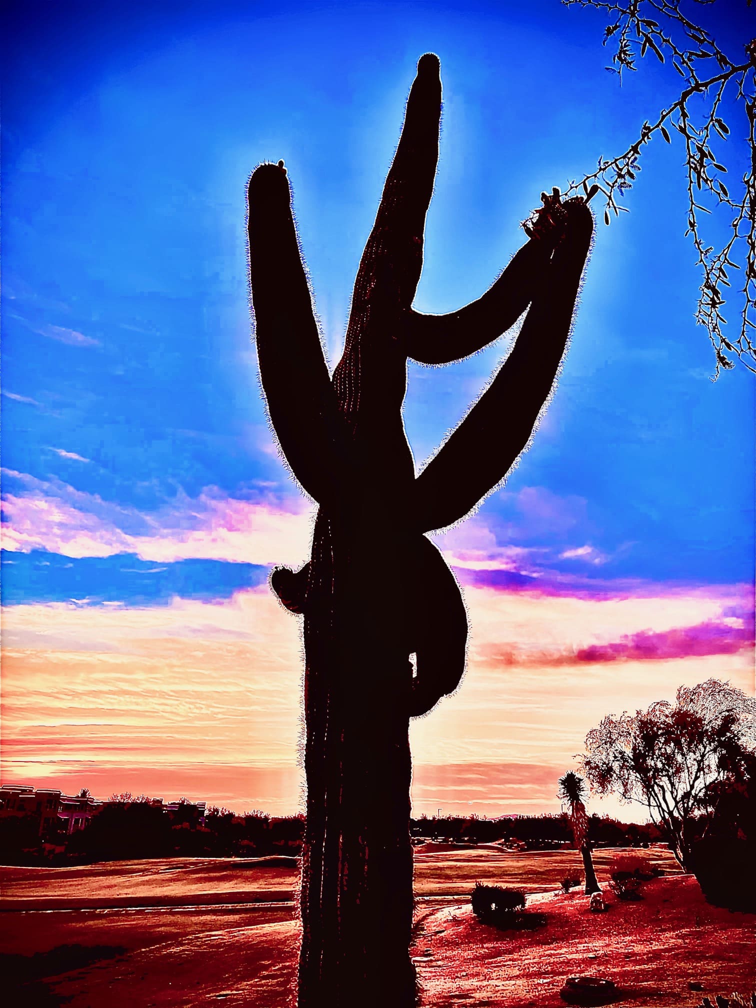 desert cactus photograph