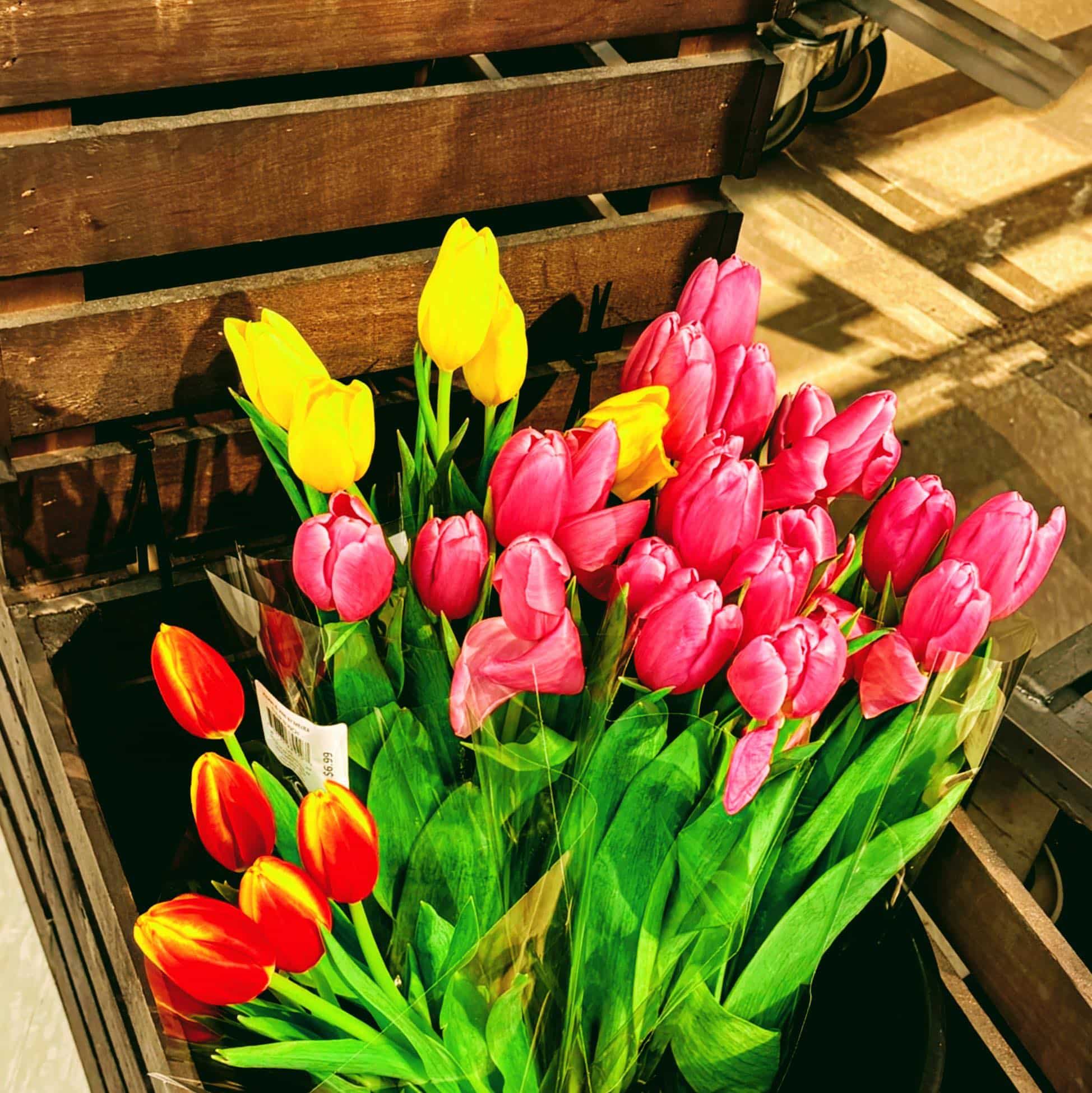 Multi Colored Tulips…Spring Season and Tulip Season