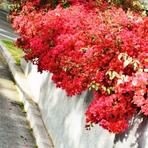 Sun Drenched Red Bougainvillea Draped Over a Stucco Wall