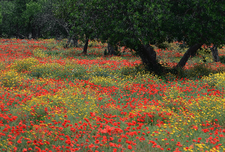 Natures Fantasy in The World We Live