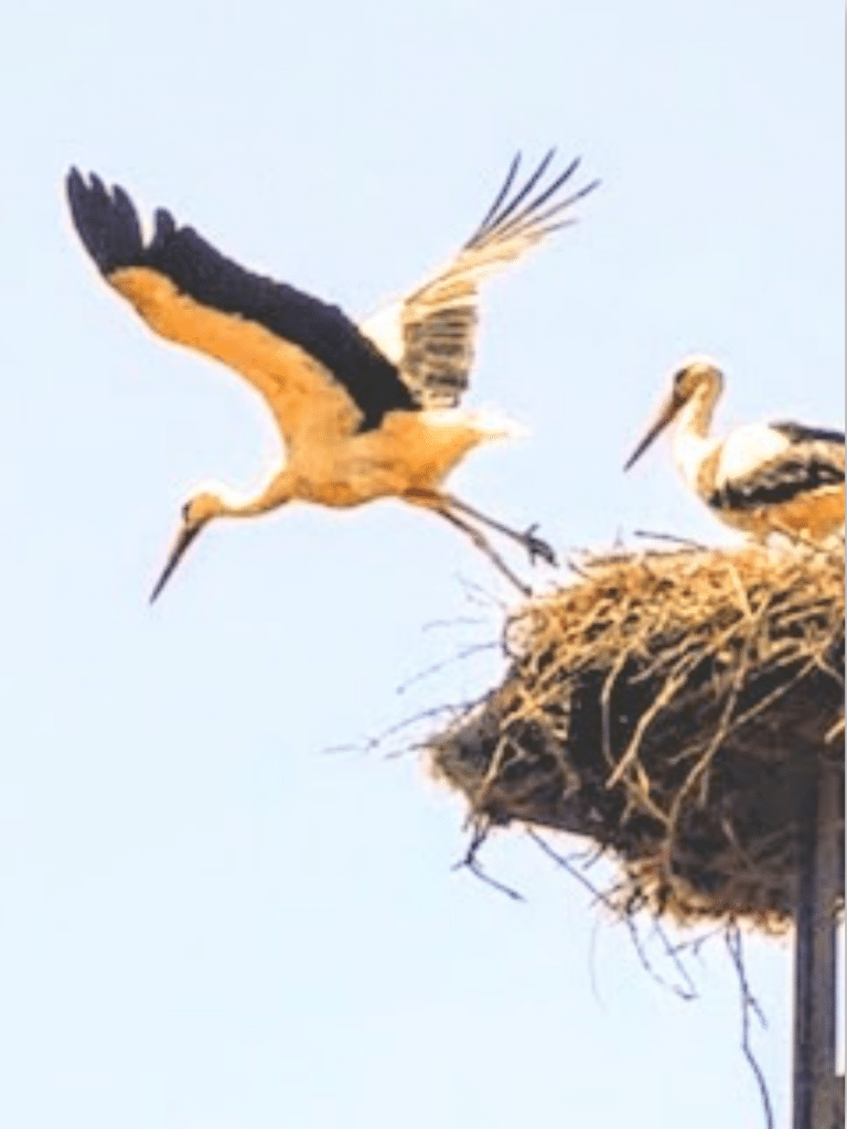 It’s Lift Off - Kingdom Animalia 2026