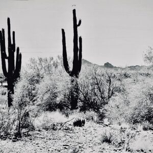 Saguaro Cactus and Desert Landscape