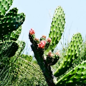 Cactus Flowering BudsDSC_7389