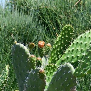 Cactus Flower