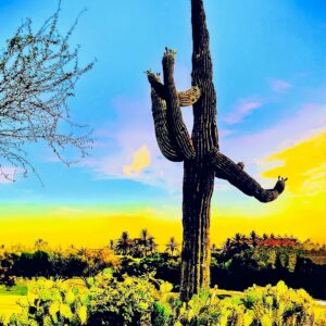 King of The Desert The Saguaro Cactus