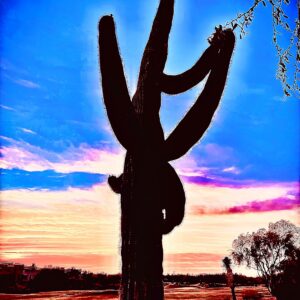 Saguaro Cactus Silhouette at Sunset