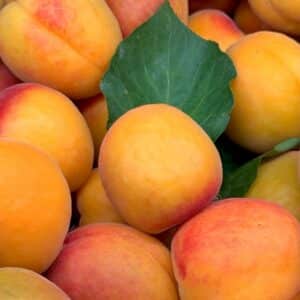 Freshly Harvested Apricots