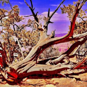Juniper Tree in The Desert