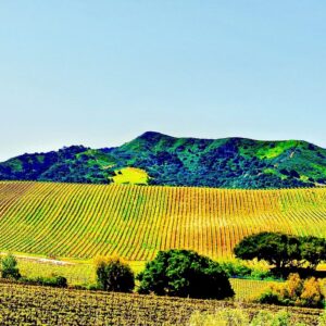 Trellised Vineyard in Spring