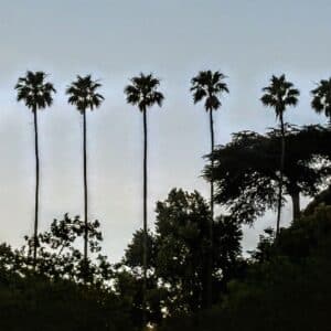 Santa Monica Palm Trees in Silhouette